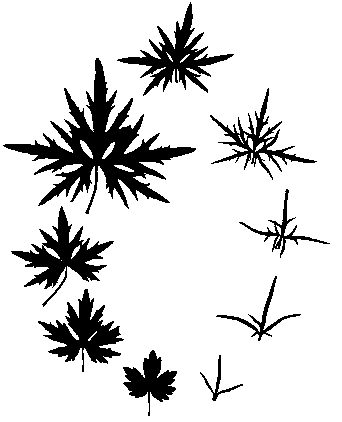 Buttercup Leaf Morphology Sequence
