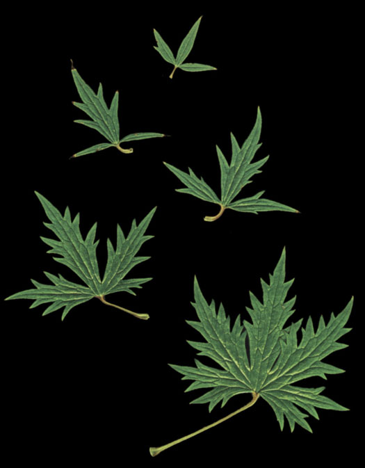 Delphinium Astolat Leaf Morphology Sequence