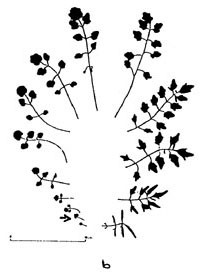 Hairy Bittercress Leaf Morphology Sequence