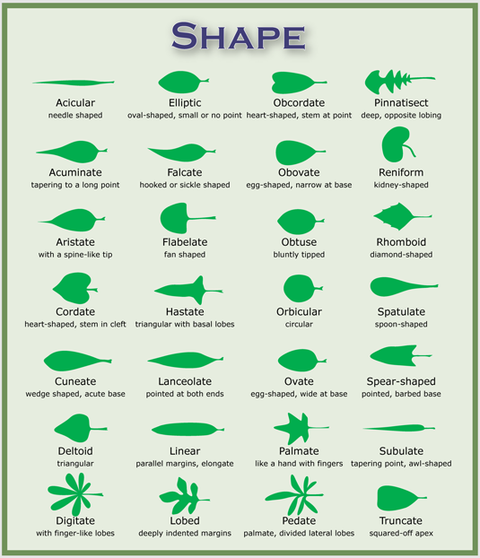 Leaf  Shapes Morphology Sequence