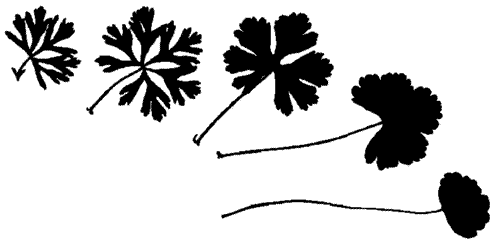 Musk Mallow Leaf Morphology Sequence