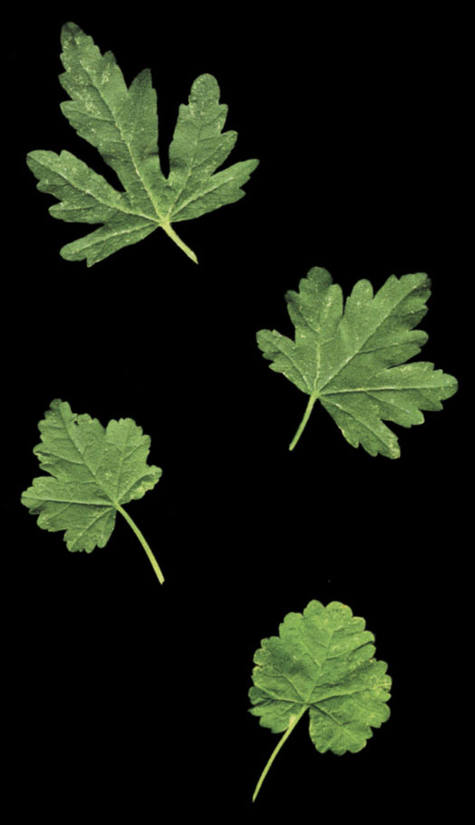 Sidalcea Malviflora  Leaf Morphology Sequence