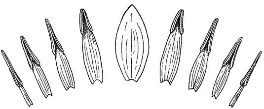 White Water Lily Leaf Morphology Sequence