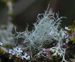 Lichen Branching