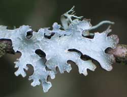 Lichen Leafing
