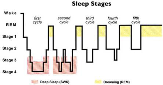 Figure 1: Sleep Stages